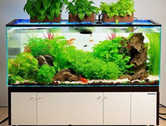 innovative aquaponics integrating plant growth with aquatic pet care ZknbpJw8